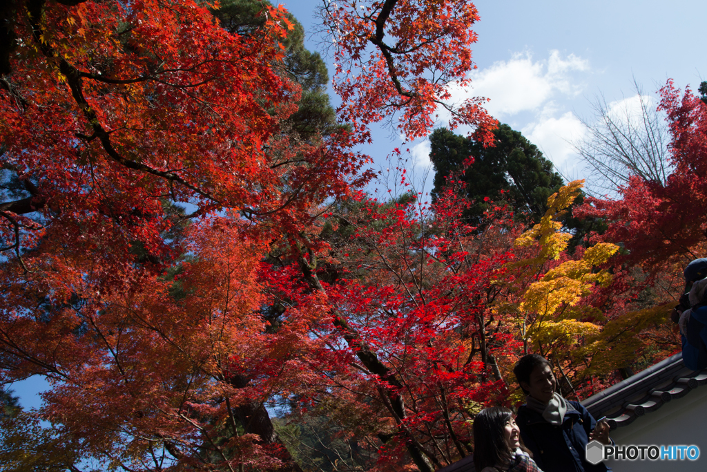 紅葉