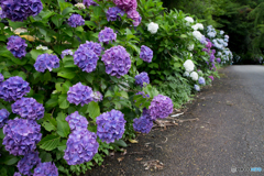 紫陽花苑