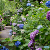 紫陽花苑の風景