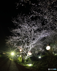 夜桜！！