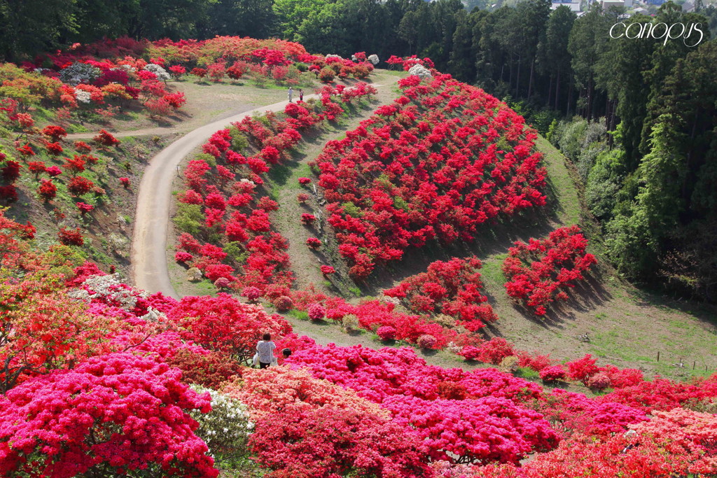 笠間つつじ公園