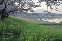 母子島遊水池から
