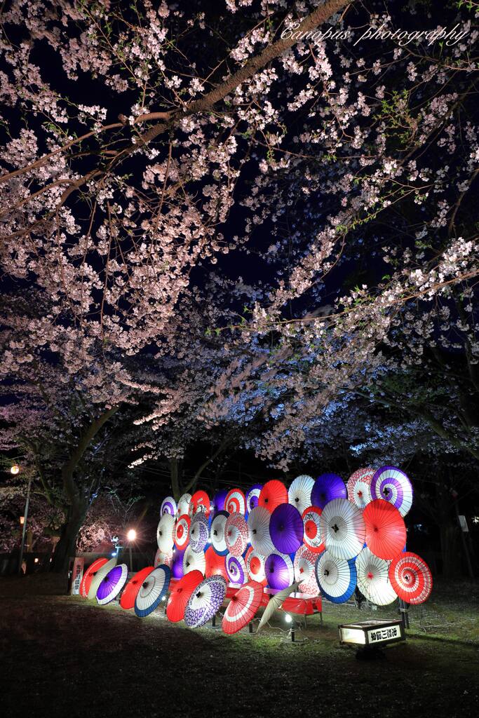 桜花爛漫