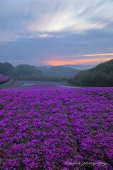 春霞む芝桜公園