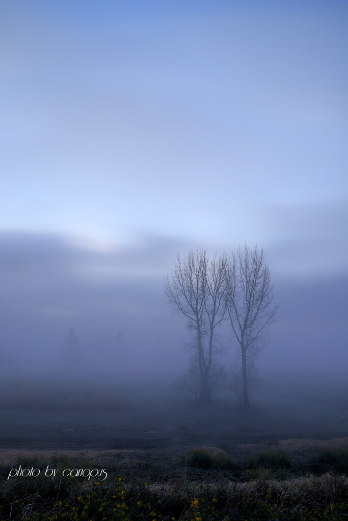 blue mist