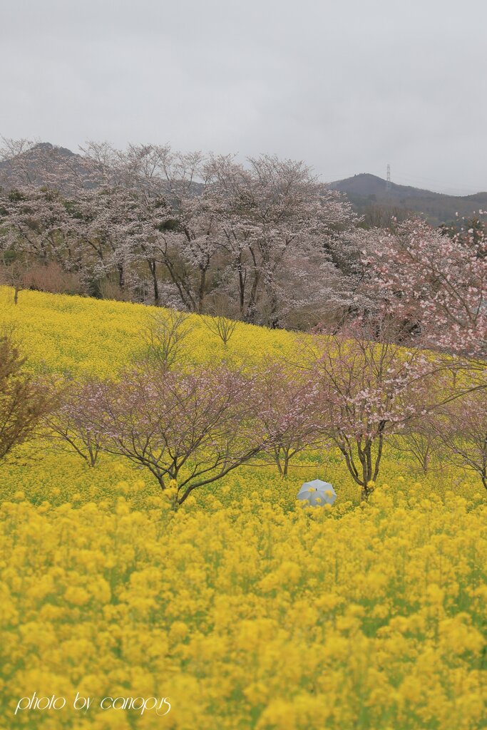 傘の花が一輪
