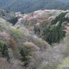 新緑の御亭山　Ⅲ