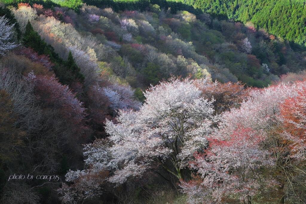 山息吹く