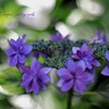 八重の額紫陽花