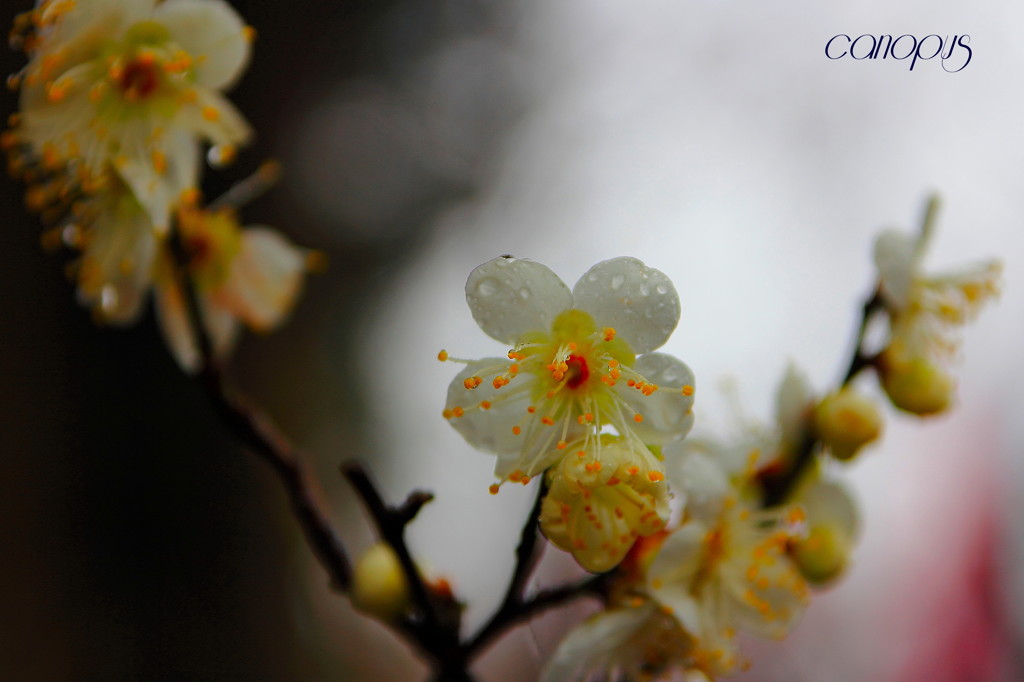 うめの花