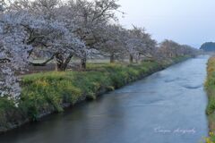 春の野元川