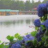 雨に霞む井頭公園