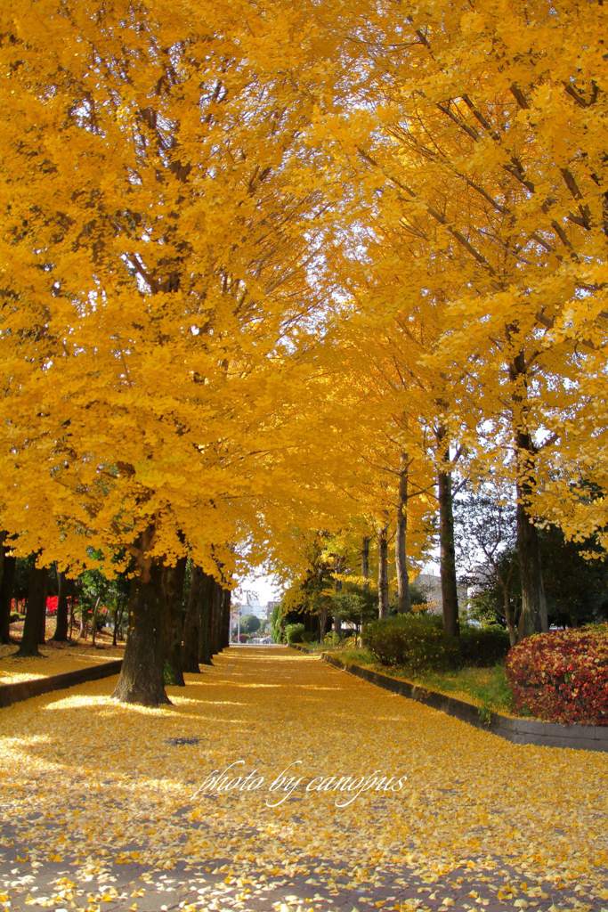 晩秋の歩道