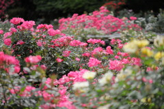 rose gardenⅢ