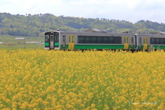 菜の花列車