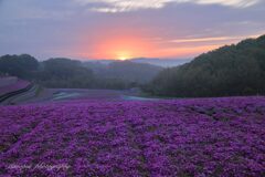 晩春の夜明け