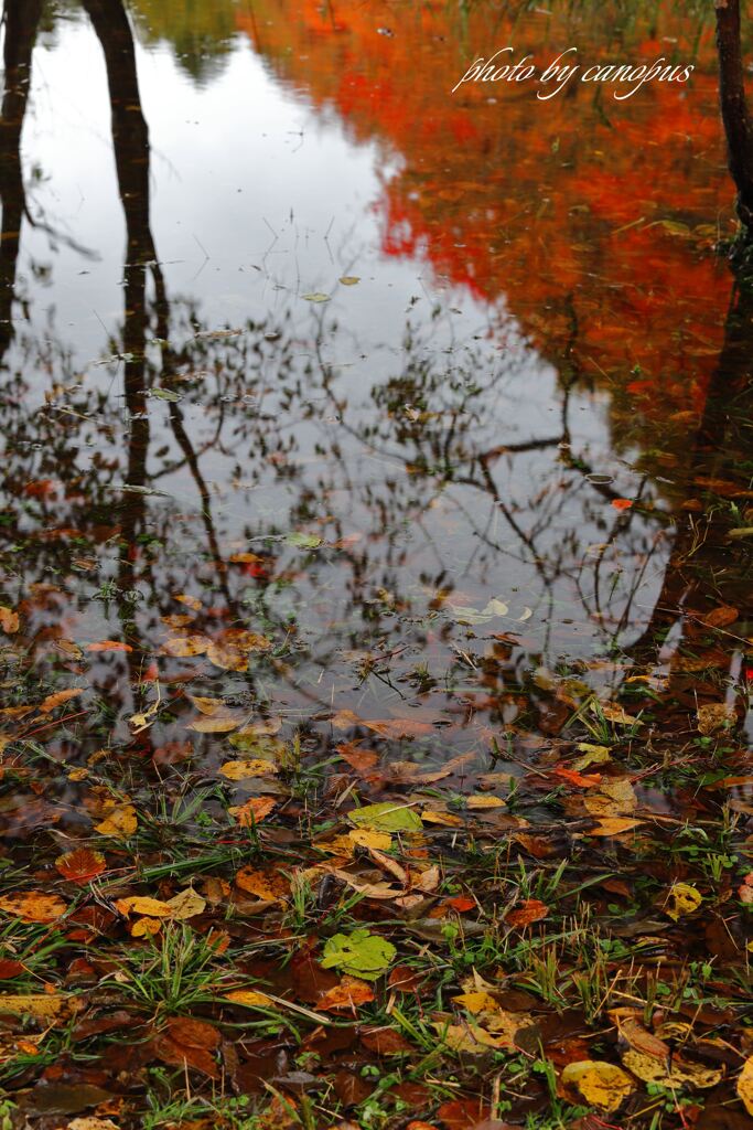水面に秋