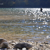 丸沼anglerⅡ