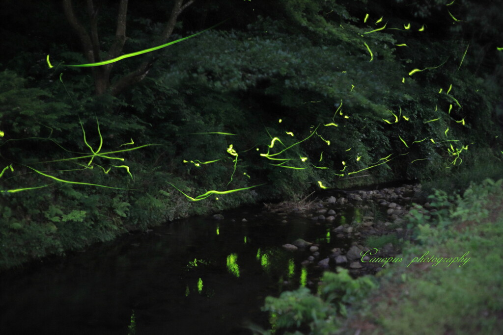 水無月の夜