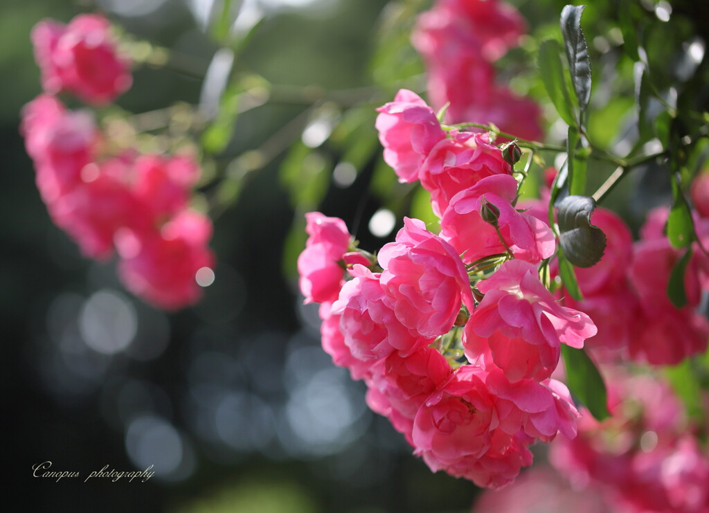 rose gardenⅡ