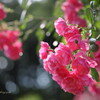 rose gardenⅡ
