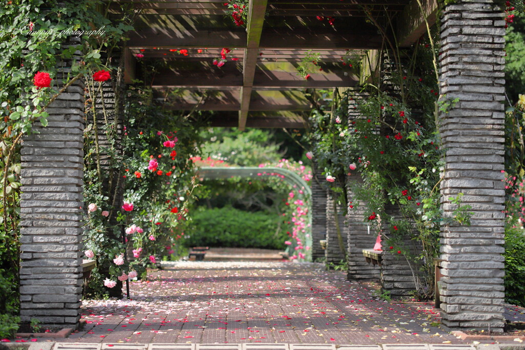 rose gardenⅠ