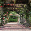rose gardenⅠ
