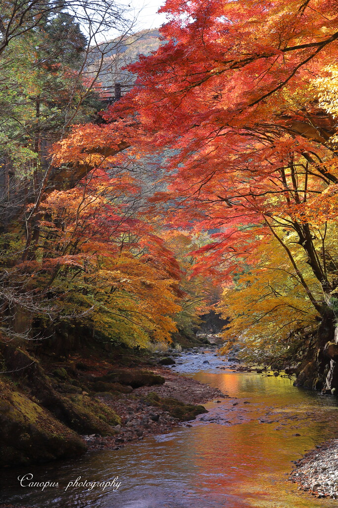 錦秋の渓谷