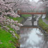 雨の行屋川