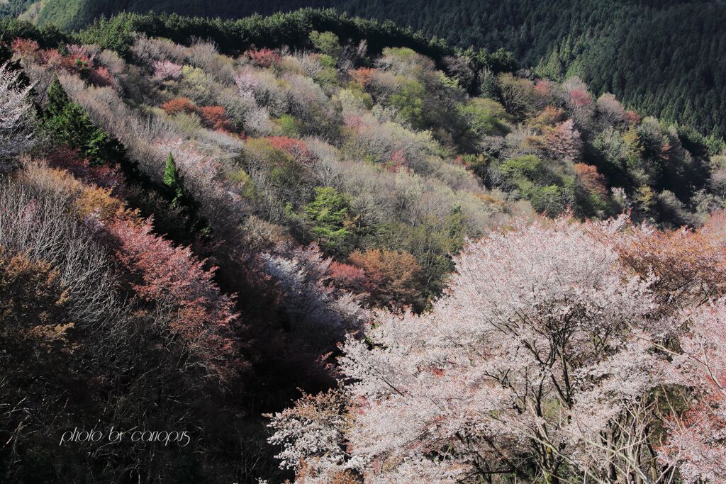春陽に輝く