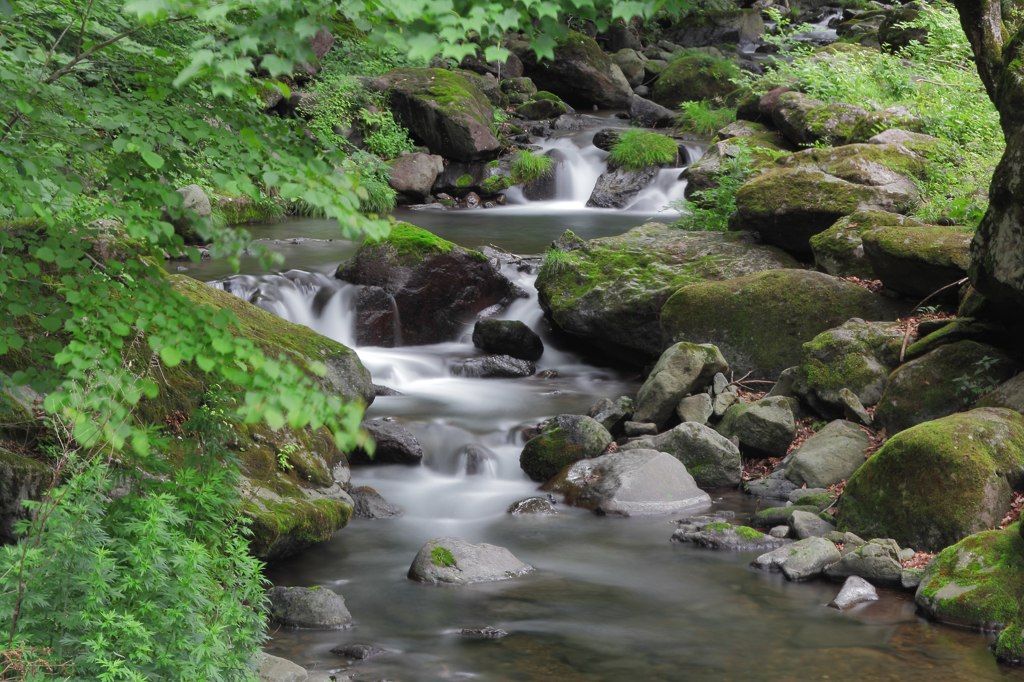 苔むす清流