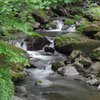 苔むす清流