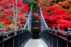 紅に染まる吊橋 