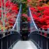 紅に染まる吊橋 