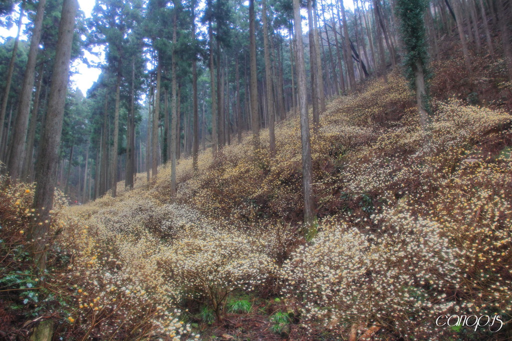 雨の焼森山