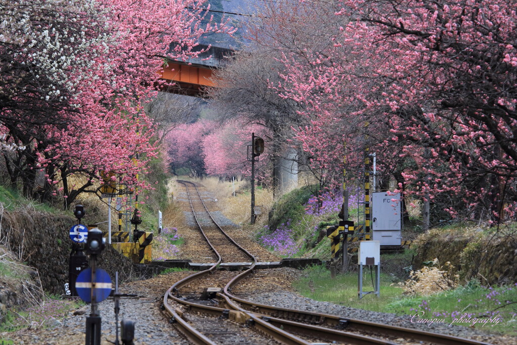 渡良瀬渓谷鉄道神戸駅から（ごうどえき）