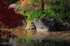庭園の池を彩る落葉
