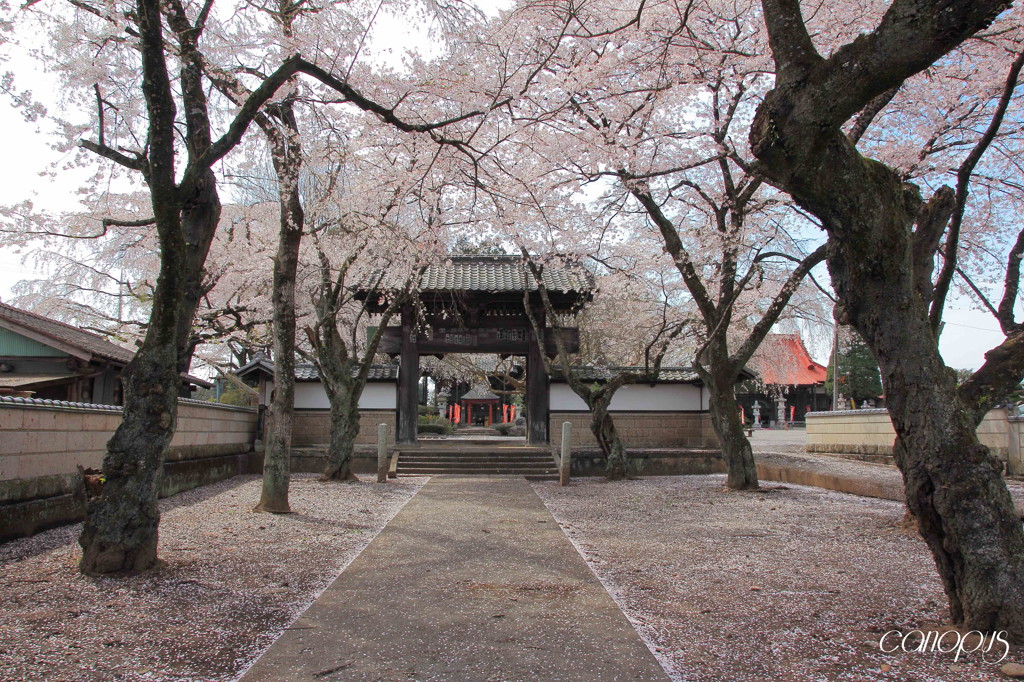 崇真寺