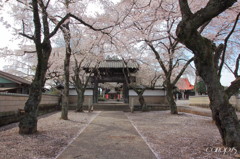 崇真寺