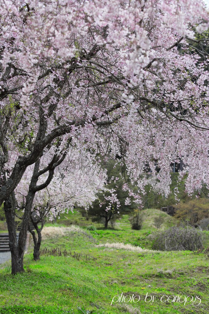 仏生寺の枝垂れ桜