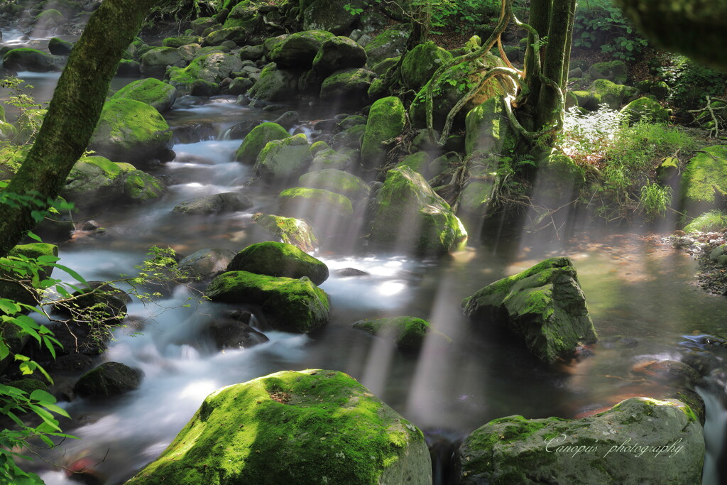 苔生す清流