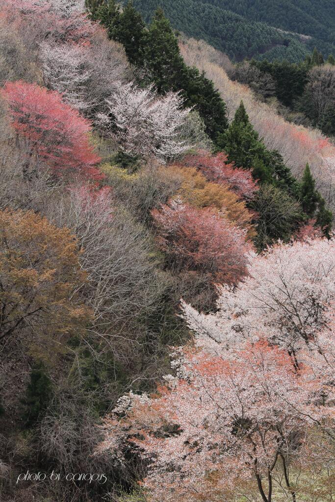 春の山鮮やかに