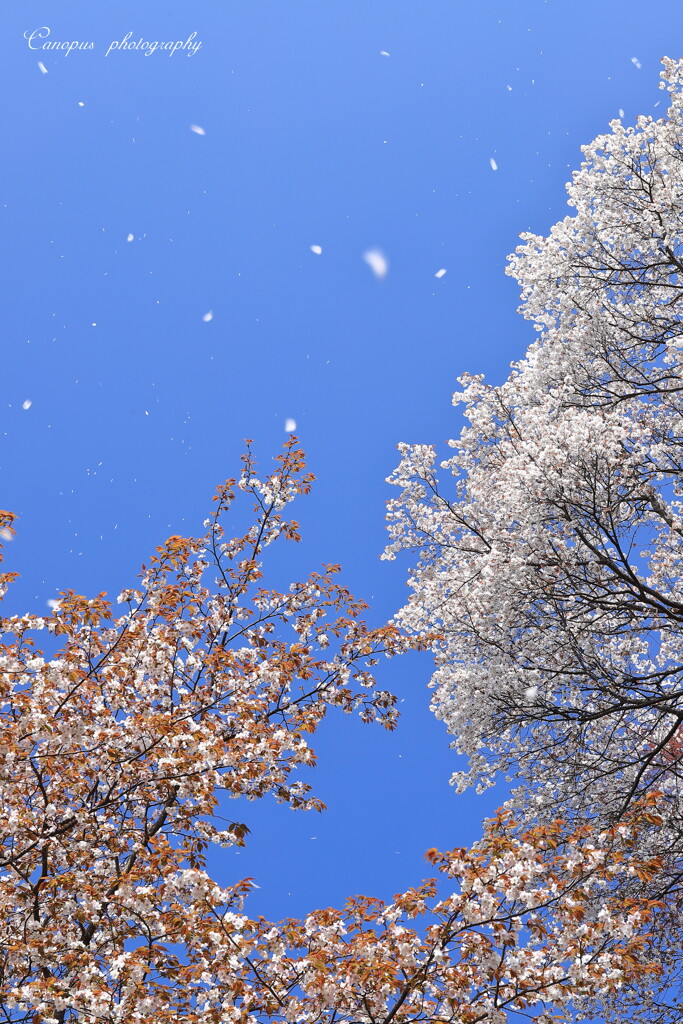 桜舞う