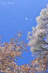 桜舞う