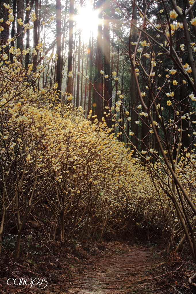 幻想の森