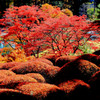 shining red