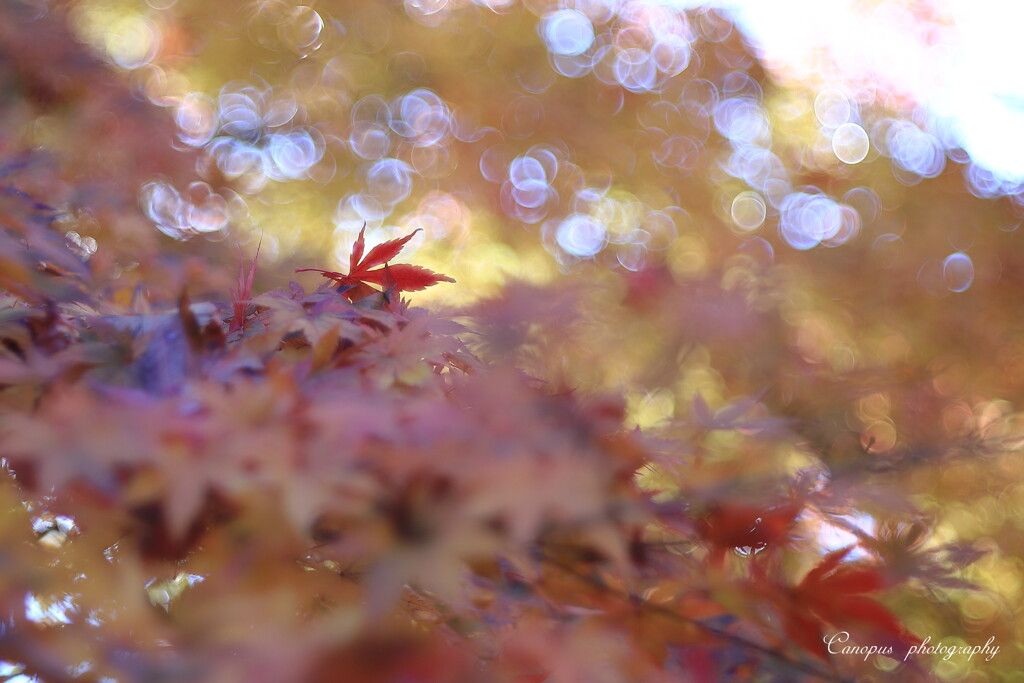 紅一点
