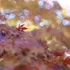 紅一点