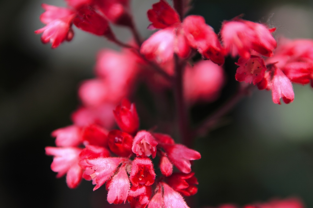 ヒューケラの花