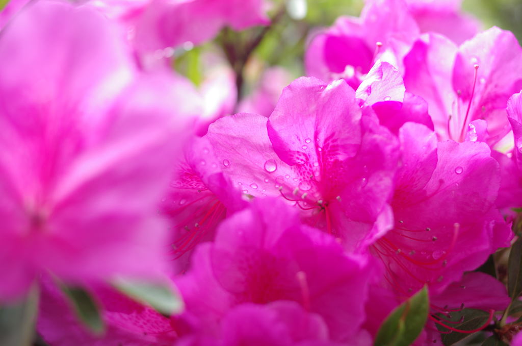 水にぬれる花